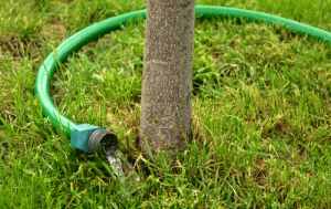 Watering