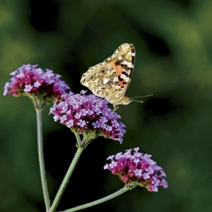 Perennial of the Week: Verbena Bonariensis, "Lollipop"