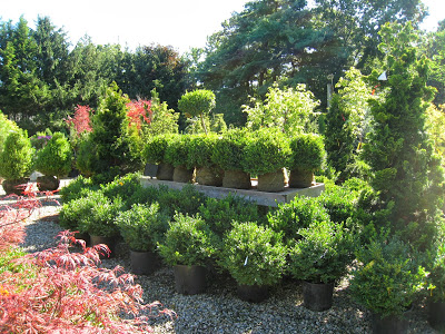 Trees & Shrubs - Stonegate Gardens | Nursery, landscape design and gift