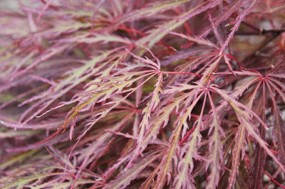 Trees & Shrubs - Stonegate Gardens | Nursery, landscape design and gift