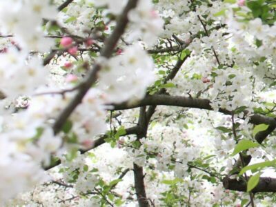 background-blossoms