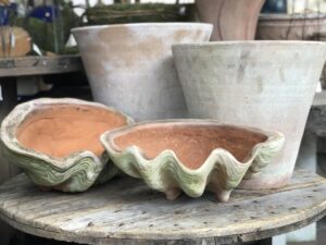 Aged Conch Shell Planters from the Stonegate Gardens Campo de’ Fiori Collection